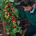 کشت گیاه جالبی که همزمان گوجه فرنگی و سیب زمینی تولید می کند