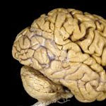 مغز برای شناسایی افراد بیشتر از کدام شیوه استفاده می‌کند؟