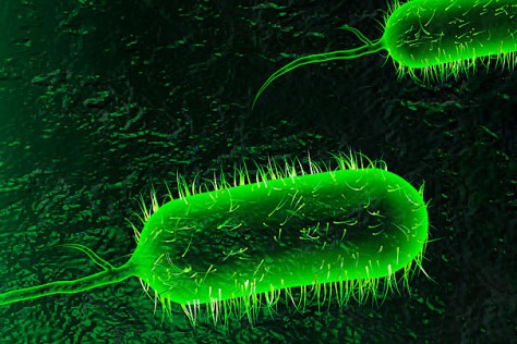تحقیق در مورد بیماری وبا | بیماری وبا چیست