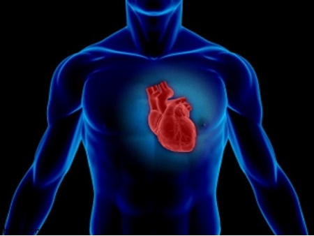 تحقیق در مورد قلب