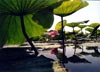 منظرهٔ نیلوفرآبی‌درمرداب ‌انزلی ،  بندرانزلی | A Natural Landscape of Lutus Flower in Anzali Wetland, Bandar Anzali