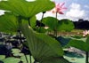 منظرهٔ نیلوفرآبی‌درمرداب ‌انزلی ،  بندرانزلی | A Natural Landscape of Lutus Flowers in Anzali Wetland, Bandar Anzali