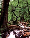 جنگلهای ‌گیلان | Gilan Forests