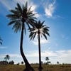 منظرهٔ نخلستان ،  جزیرهٔ قشم | A Landscape of Palm Grooves, Qeshm Island