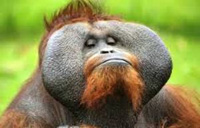 کشف حیوانات جالب: میمونی که زیر باران عطسه می کند و...