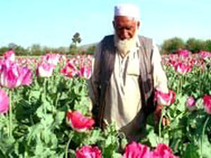۲۰ اکتبر ۲۰۰۵ ـ ادامه مسئله تولید تریاک در افغانستان