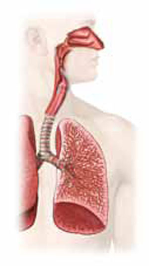 محل ریه‌ها در بدن