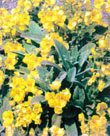 گل ماهور زرد