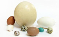 تخم شترمرغ, تخم غاز, تخم اردک و تخم بلدرچین,کدام را انتخاب می کنید؟