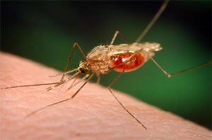 مالاریا را بهتر بشناسیم