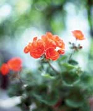 گل شمعدانی، برطرف کننده لکه های پوستی