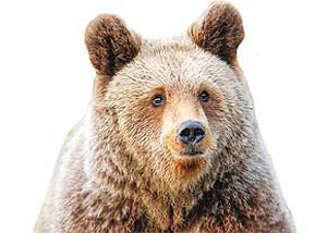 خطراتی که در کمین خرس قهوه‌ای است