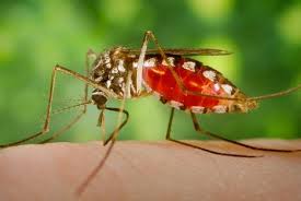 پوست خرچنگ قاتل پشه مالاریا است