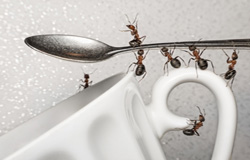 راه‌های طبیعی برای دفع مورچه‌ها از آشپزخانه