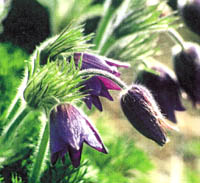 گل لاله سیاه