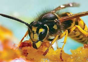 زنبورهای هنرمند
