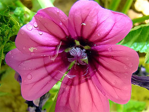 گل ختمی برای رفع ورم و تحریکات پوستی مفید است