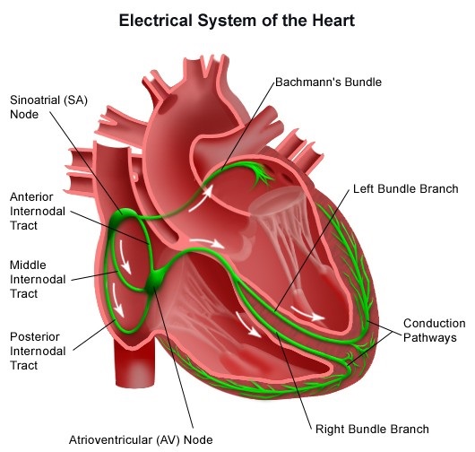 آخرین وضعیت سلامت کروبی | قلب کروبی با باتری کار می کند