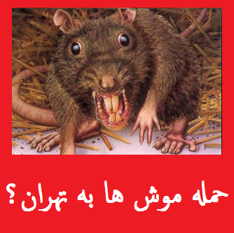 فیلم: موش آدم خوار در تهران وجود دارد؟ | موش ها در چه شرایطی حمله می کنند؟ +فیلم