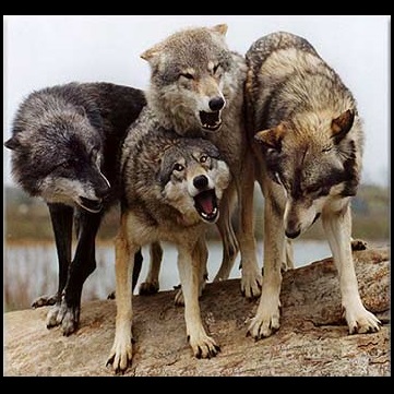 ماجرای فرار حیوانات وحشی از باغ وحش ارومیه | 4 گرگ، یک گربه وحشی، یک کرکس و دو قوچ ارمنی فرار کردند!