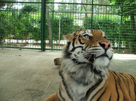 مورد عجیب در مشهد | کشتن ببرهای باغ‌وحش وکیل‌آباد