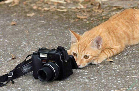 گربه‎ی عکاس!