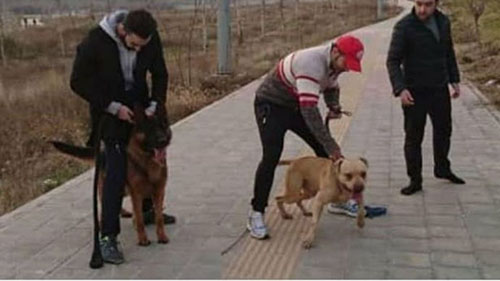 سگ‌ چران‌ها در شهر! | فیلم