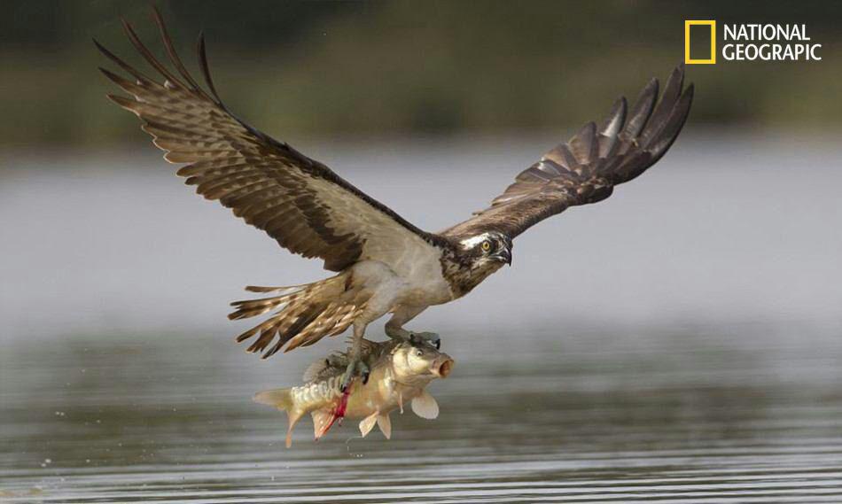 تصویری خیره کننده از شکار ماهی کپور توسط عقاب