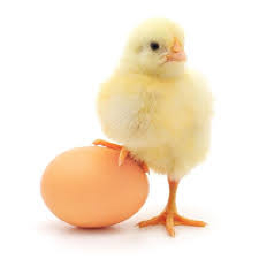 کاهش قیمت مرغ و تخم‌مرغ به پایین‌تر از نرخ مصوب