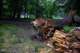 قطع درختان به بهانه جلوگیری از سیلاب