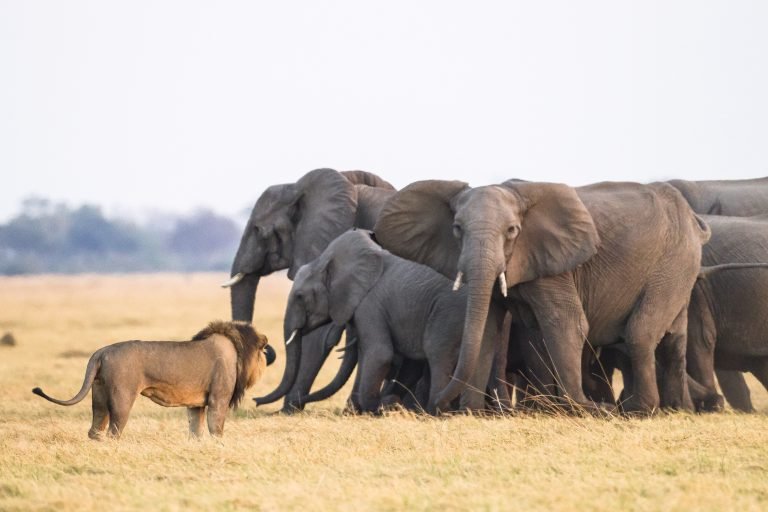 تصاویر | جدال دیدنی از نبرد شیر و فیل‌ها