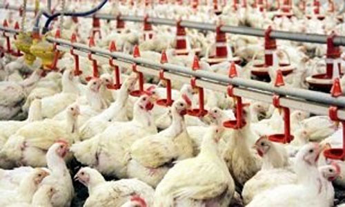 کاهش هزینه تولید مرغ و تخم‌مرغ | قیمت مرغ باید ارزان شود؟