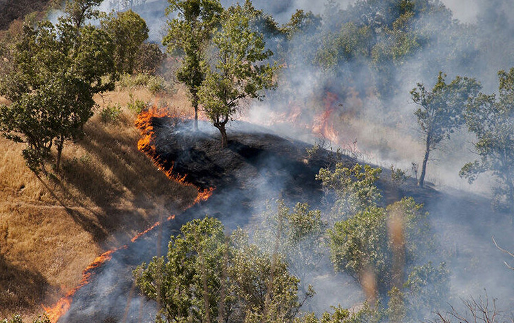 ۱۵ درصد آتش‌سوزی جنگل‌های کشور عمدی است
