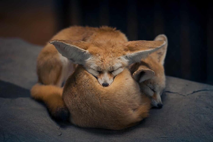 عکس روز: روباه‌ها در آغوش هم