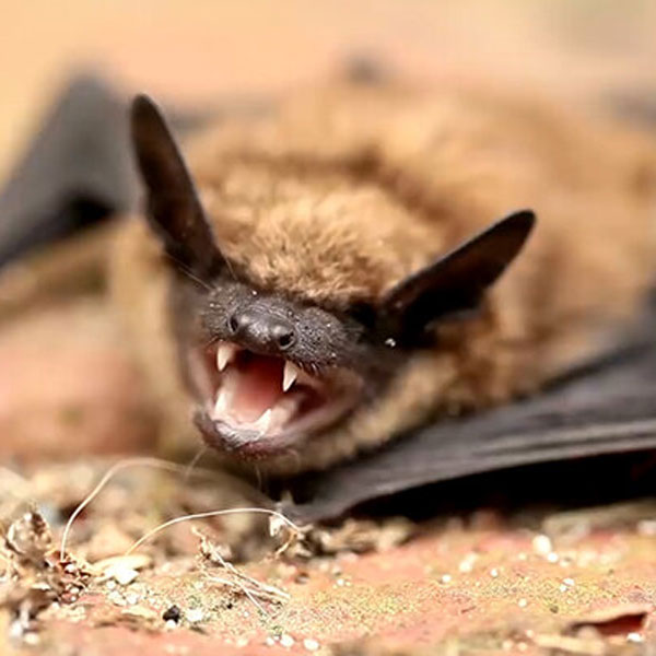از دلایل تفاوت نرخ مرگ‌ و میر کرونا تا بررسی رفتار اجتماعی خفاش‌ها