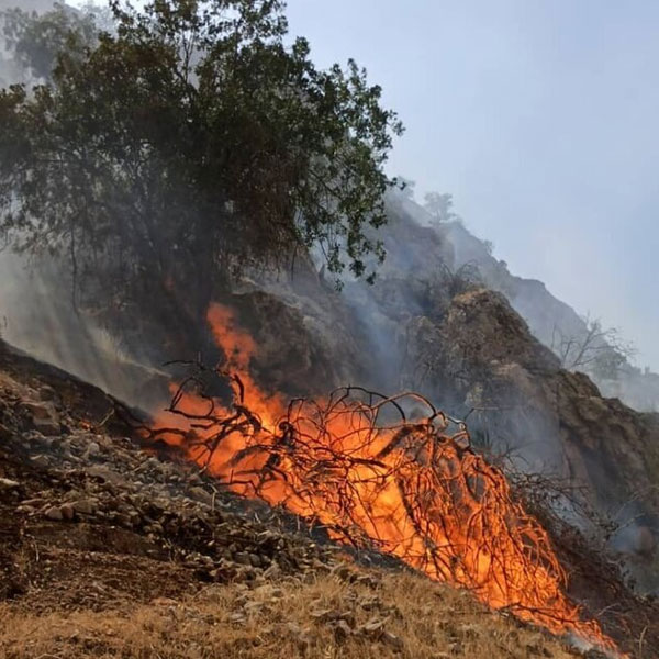 تداوم آتش‌سوزی در جنگل‌های گچساران