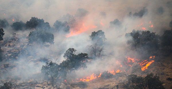 آتش‌ سوزی جنگل‌ چه بلایی بر سر خاک می‌آورد؟