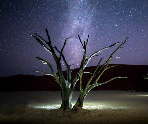 تصاویر/ گورستان شگفت‌انگیز درختان 900ساله