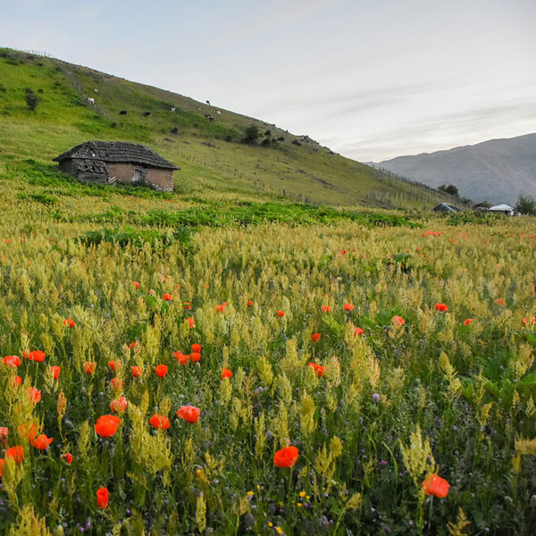 تصاویری رویایی از طبیعت ییلاقات گیلان