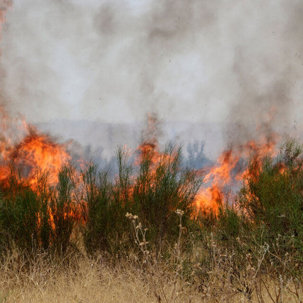 آتش‌سوزی در اراضی جنگلی «بوئین‌زهرا»