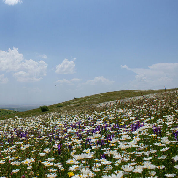 «دشت بابونه»