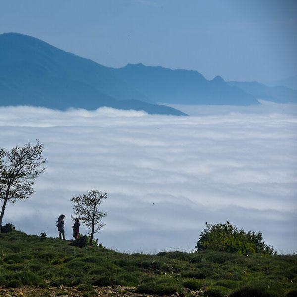 "جنگل دشت شاد"