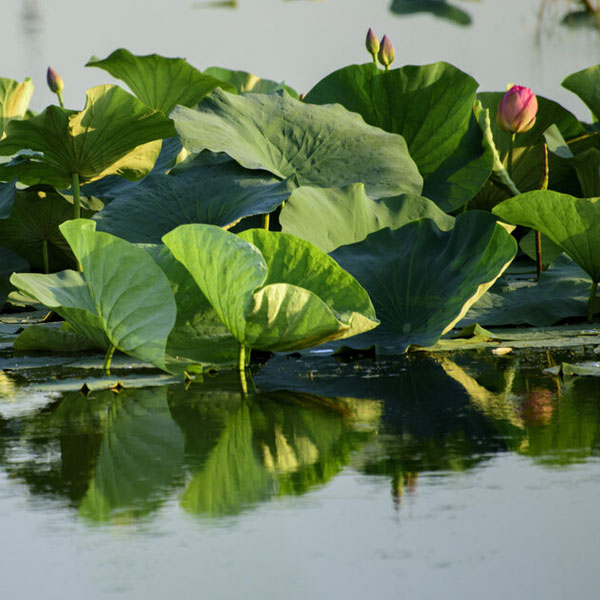 «آب بندان» حیدرکلا بابل