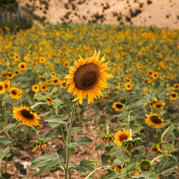 مزرعه آفتابگردان در خراسان شمالی
