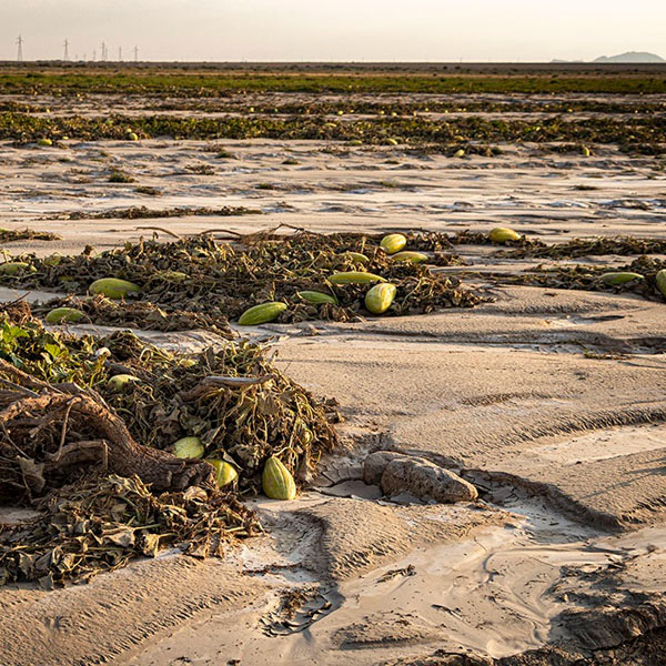 خسارت‌ های سیل به صیفی‌ کاران سرخه