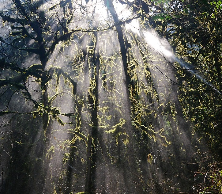 نجات شمشادهای هيركانی شمال
