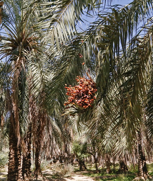 برداشت «پیارم» مرغوب‌ترین خرمای جهان در هرمزگان