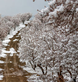 برف و شکوفه‌های بادام