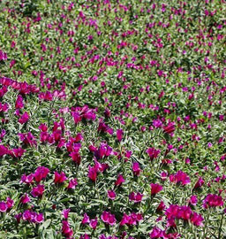 مزرعه‌ای دارویی به رنگ بنفش