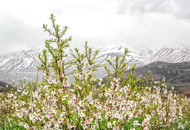 از سپیدی برف تا سرسبزی جنگل های بلوط